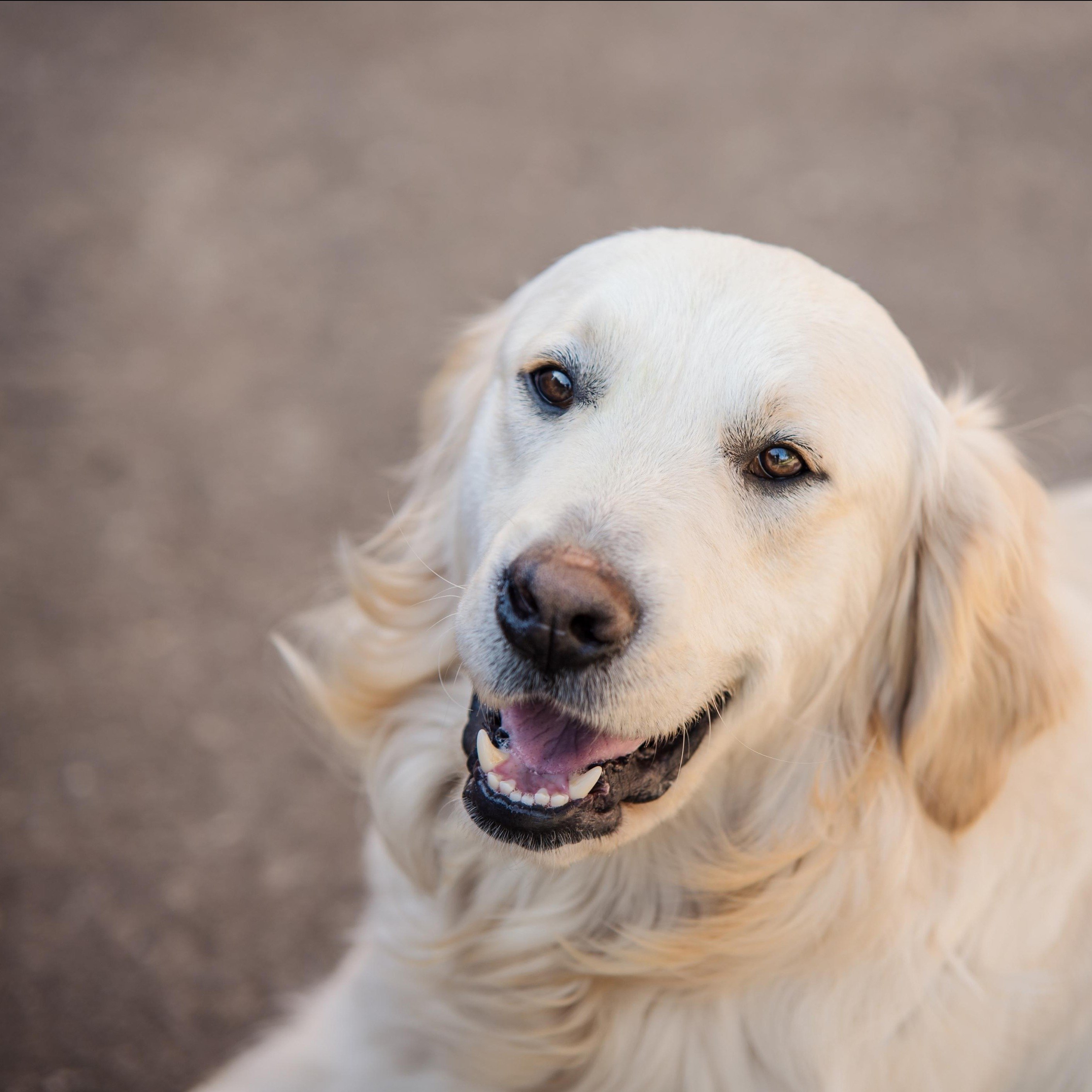 Golden Tales & Trails