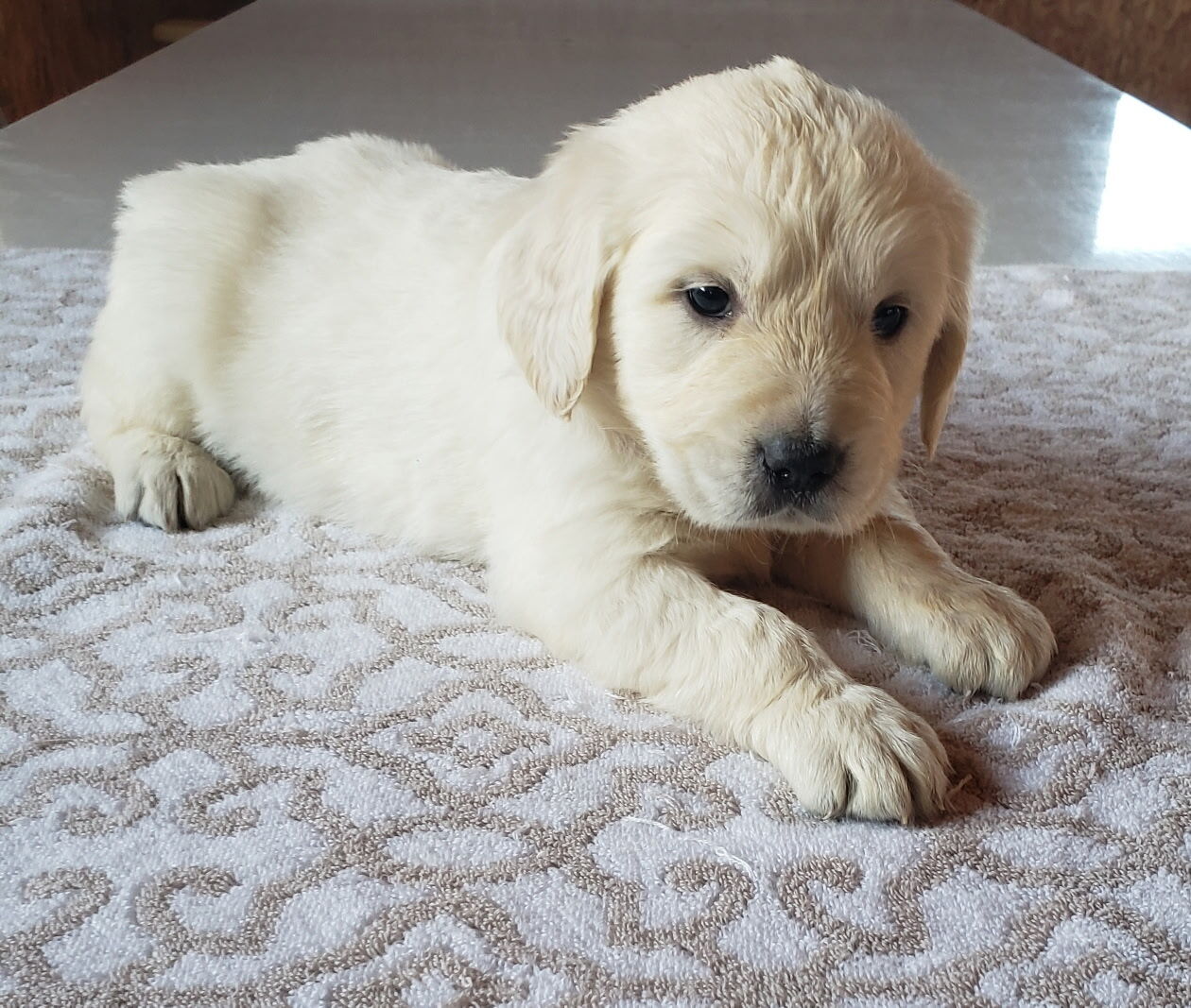english cream golden retriever puppy 