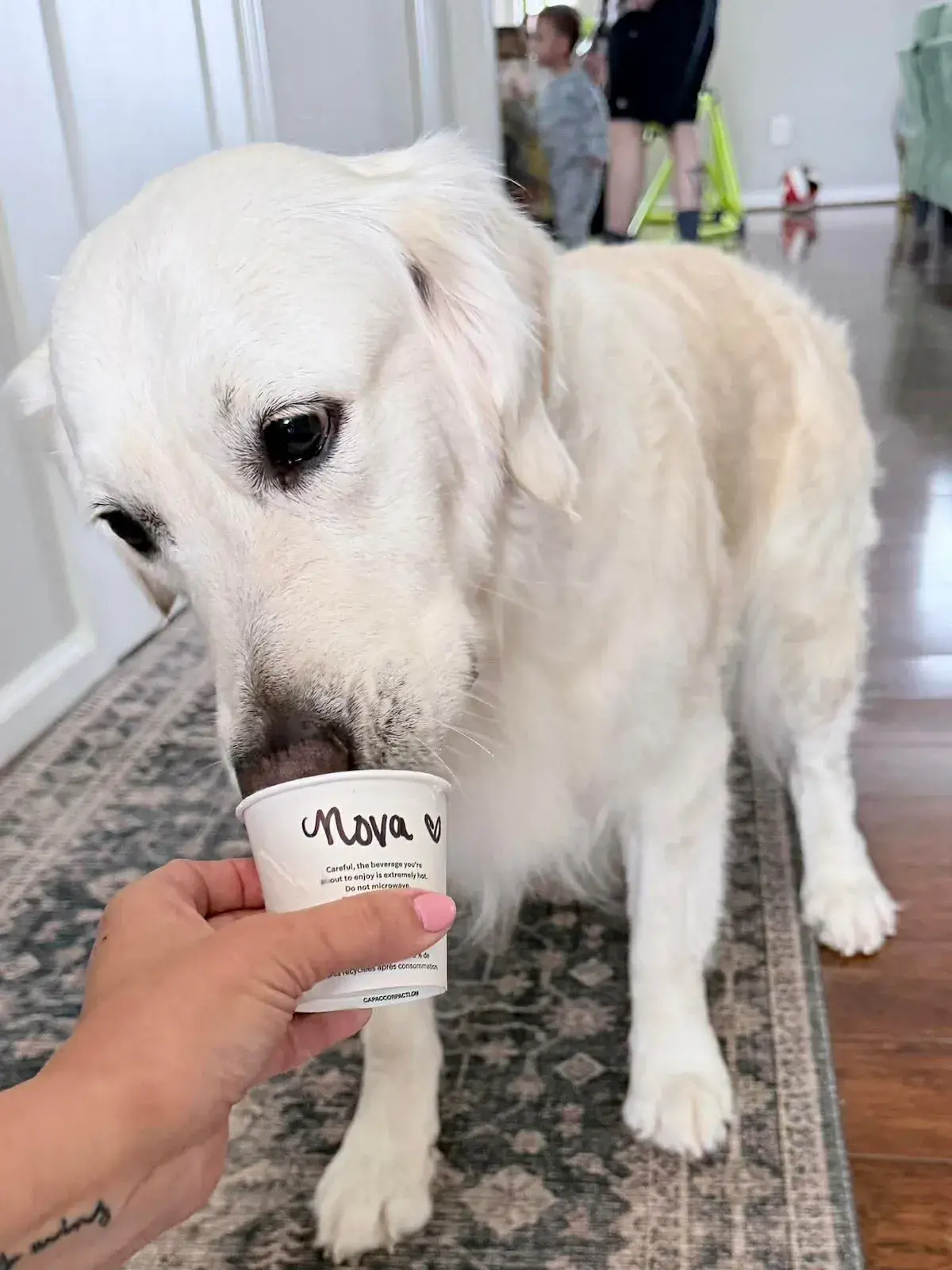 english cream golden retriever with a pup cup from Starbucks